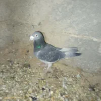 چن تا کفتر بهبهانی فروشی یا معامله دارم|پرنده|خرم بید, |دیوار