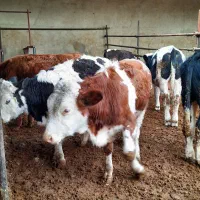 گوساله سیمینتال نر گاو|حیوانات مزرعه|لالجین, |دیوار