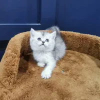 بچه گربه پرشین اسکاتیش بریتیش irancats|گربه|رشت, انصاری|دیوار