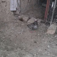 سرور نرقزوینی