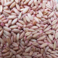 گندم دیم|خوردنی و آشامیدنی|صحنه, |دیوار