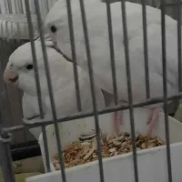 عروس هلندی جفت