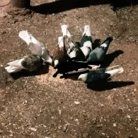 ۸‌تا کبوتر