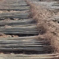 نهالستان فروش نهال های گردو بادام و صنوبر|خدمات باغبانی و درختکاری|مریوان, |دیوار