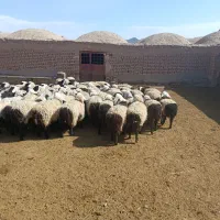 سلام فروش بره سبک وزن