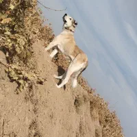 سگ اصیل|سگ|لیلان, |دیوار