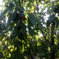 فروش باغ شبستر...ک|فروش دفتر صنعتی، کشاورزی، تجاری|تبریز, |دیوار