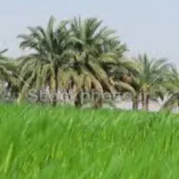 نیازبه کارگرافغانی باخانواده میباشد