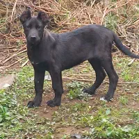 توله سرابی اصیل|سگ|رشت, بازار|دیوار