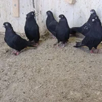 کبوتر|پرنده|خاش, |دیوار