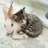گربه