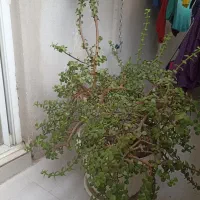گل وگیاه