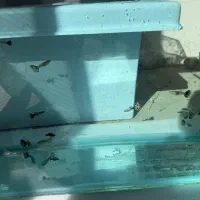 فروش ماهی زینتی|ماهی|مرودشت, بیست متری بیمارستان|دیوار