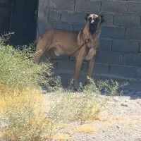 سگ ایرانی|سگ|ملکان, |دیوار