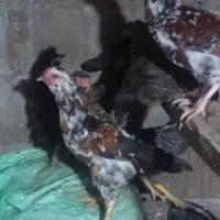 جوجه گلین نیمچه