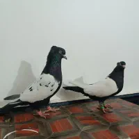 رنگه|پرنده|تربت جام, معدآباد|دیوار