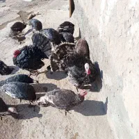 بوقلمون رویال پالم  12 عدد 30000000|حیوانات مزرعه|باسمنج, |دیوار