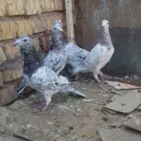 کبوتر هفرنگ