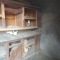 کبوتر طوقی|پرنده|کرخه, |دیوار