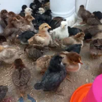 جوجه 20روزه گلپایگان سالم 100