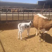 گاو و گوساله شهریار