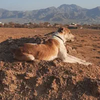 سگ گله|سگ|بالا ولایت, |دیوار