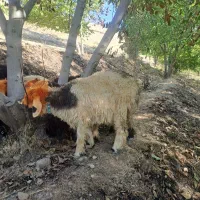کوه ماده بختیاری|حیوانات مزرعه|اردل, |دیوار