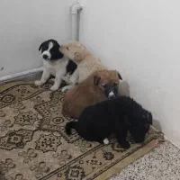 واگذاری توله بومی