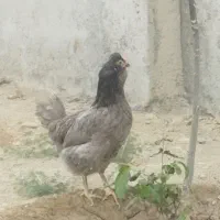 رضا|حیوانات مزرعه|تهران, بهارستان|دیوار