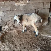 فروش بره