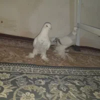 دو کبوتر پاپر نرو ماده