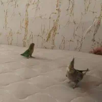 عروس هلندی نر سخنگو