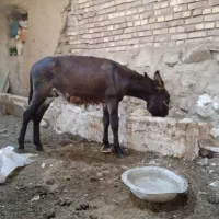 خر
