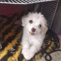 سگ‌پاکوتاشیتزو