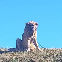 سگ ماده 1سالو نیم