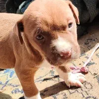 سگ پیتبول|سگ|قزوین, |دیوار