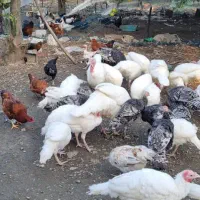 فروش بوقلمون کوچک وبزرگ|حیوانات مزرعه|کلاچای, |دیوار