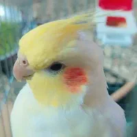 عروس هلندی ماده|پرنده|برخوار, |دیوار