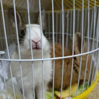 خرگوش لپی|موش و خرگوش|ارومیه, |دیوار