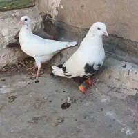 با سلام چند عدد کبوتر