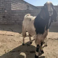 ساورین|حیوانات مزرعه|صحنه, |دیوار