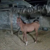 کره مادیان دره شوری|اسب و تجهیزات اسبسواری|جهرم, |دیوار