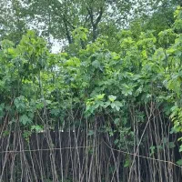 فروش نهال  به قیمت تولیدی|خدمات باغبانی و درختکاری|کلاچای, |دیوار