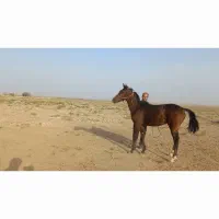 اسب ترکمن|اسب و تجهیزات اسبسواری|بردسکن, |دیوار