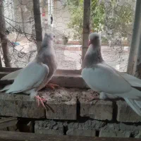 3تا جوجه پالخت