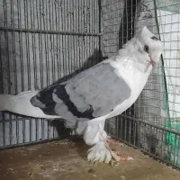 پاپر سوز