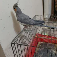 عروس هلندی ماده  سخن گو دستی|پرنده|تهران, امیریه|دیوار