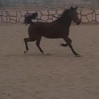 مادیان درشت ودرجه ۱