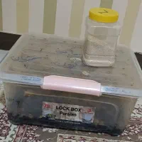 حدود 40الا50 عدد حلزون همراه باکس ومکمل