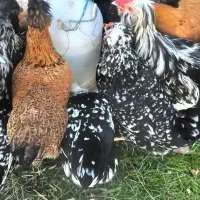 تخم مرغ گلین لری|حیوانات مزرعه|رشت, امین الضرب|دیوار